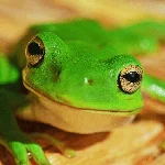 Hyla Games Hytale Server